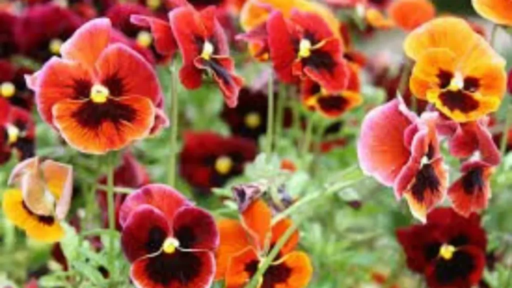Edible Flower