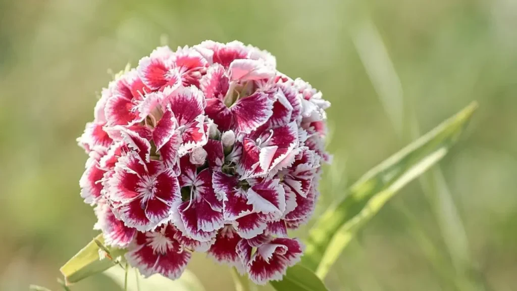 Edible Flower