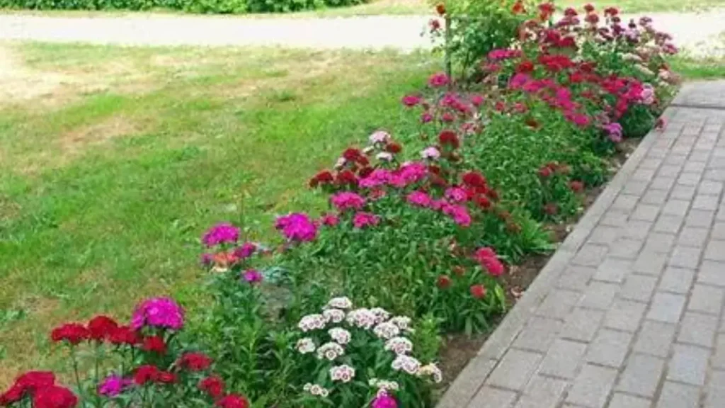 Edible Flower
