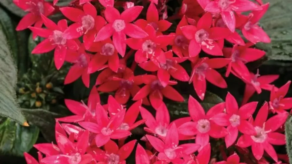 Edible Flower