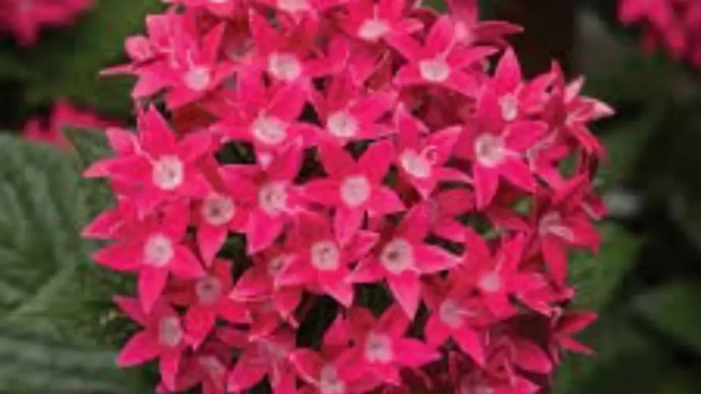 Edible Flower