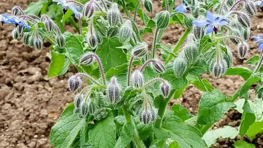 Edible Flower