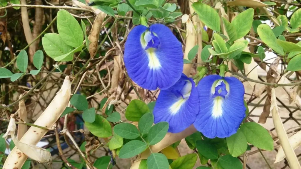 Edible Flower