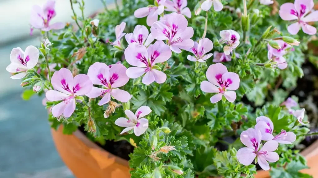 Edible Flower