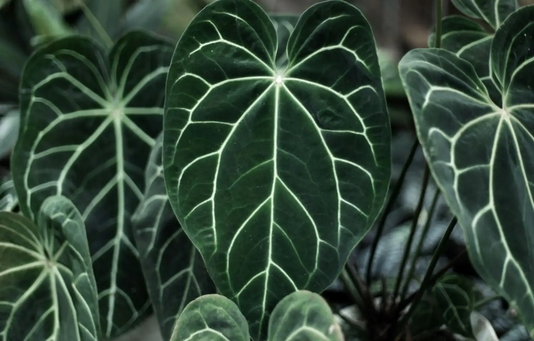 Anthurium kuping gajah