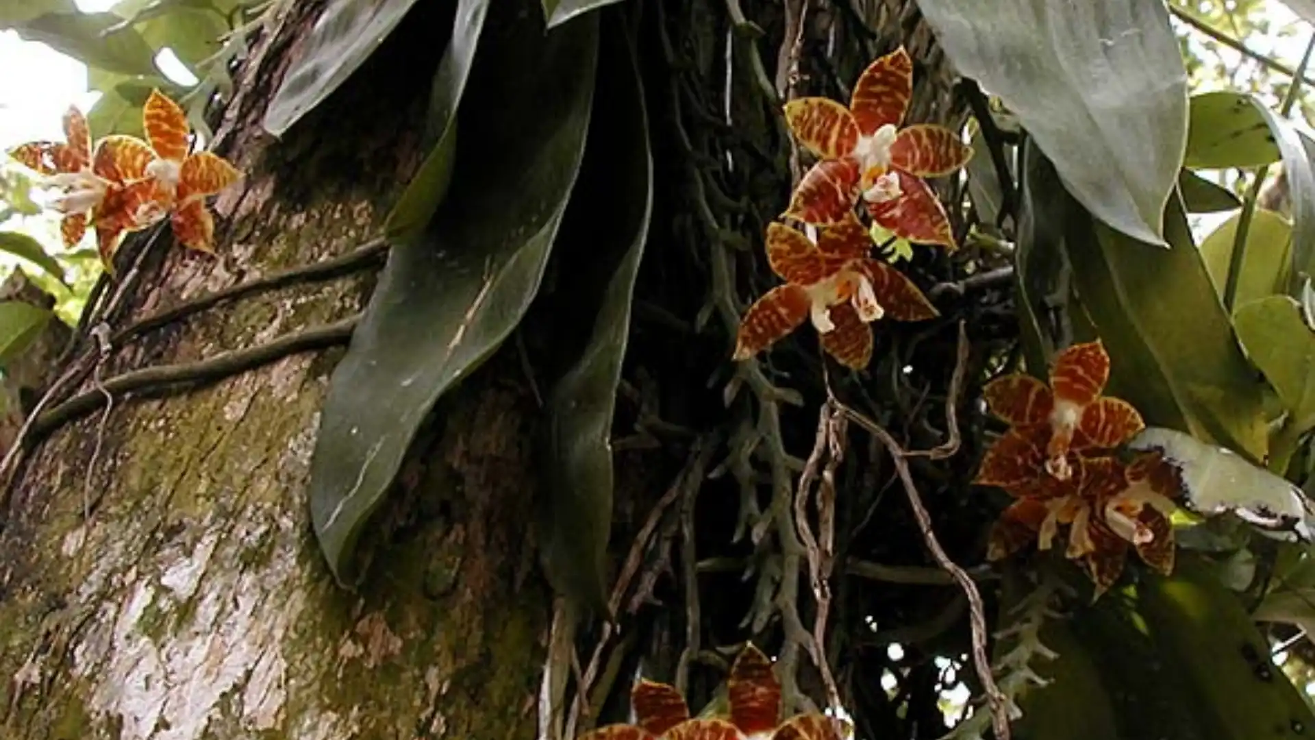 tanaman hias hutan Indonesia