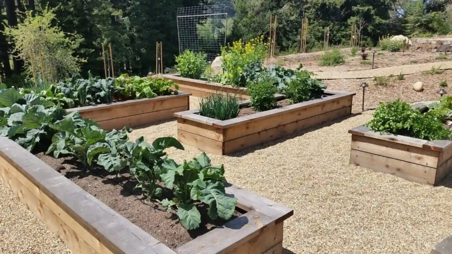 edible garden