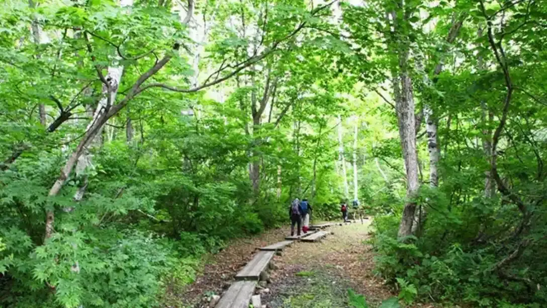 Taman hutan jepang