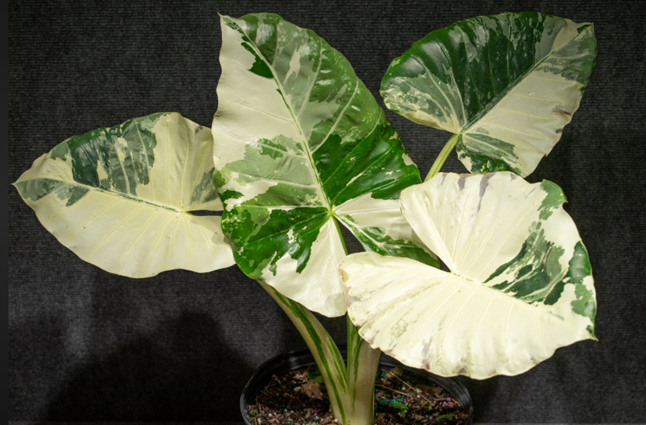 Alocasia macrorrhizos variegata