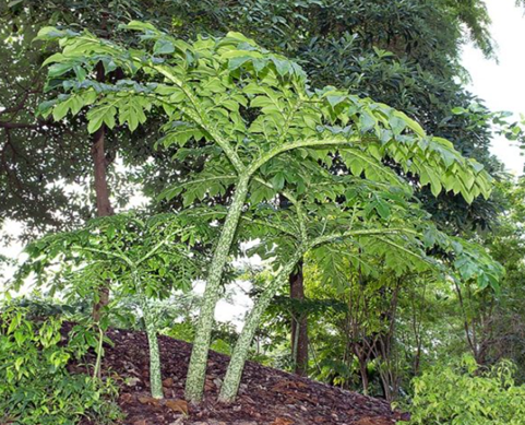 Suweg / Elephant Foot Yam