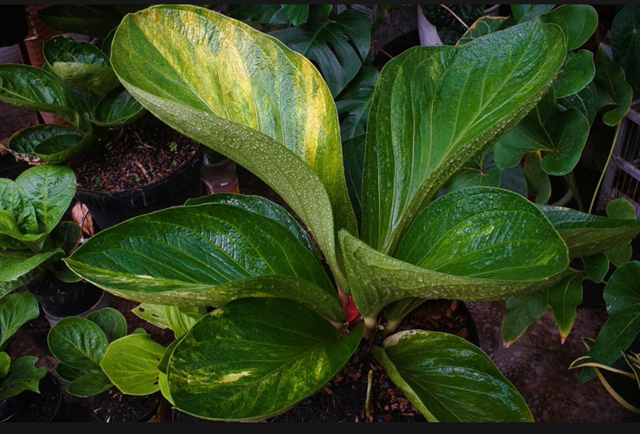 Anthurium jenmanii