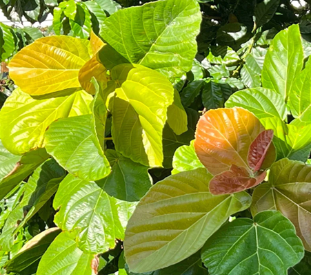 Ficus Daun Telinga Gajah