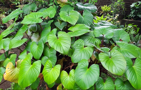 Homalomena rubescens