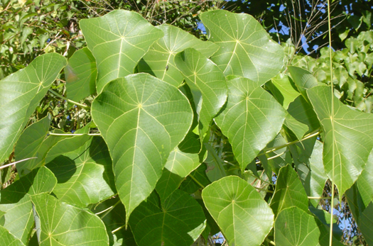 Tutup Hutan / Mahang