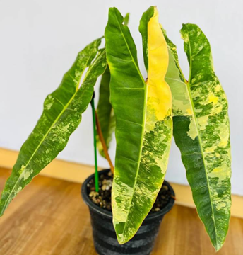 Philodendron billietiae