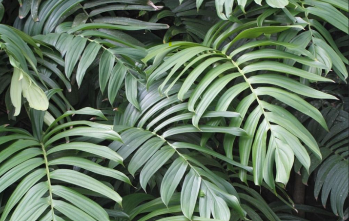 Rhaphidophora decursiva