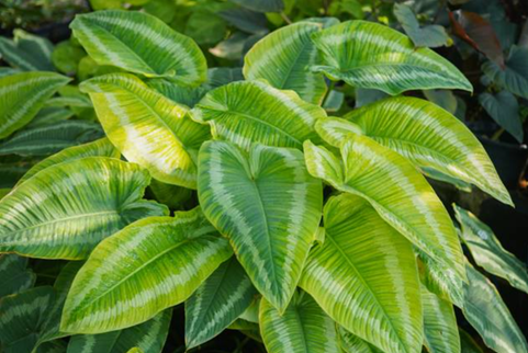 Schismatoglottis spp