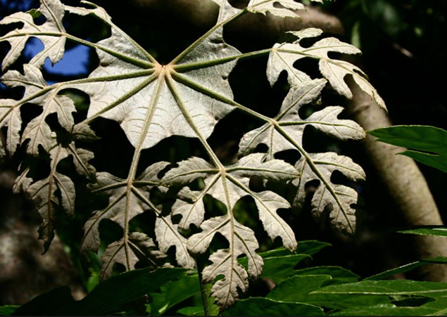 Snowflake Aralia