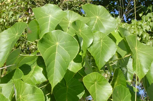 Tanaman Hias Daun