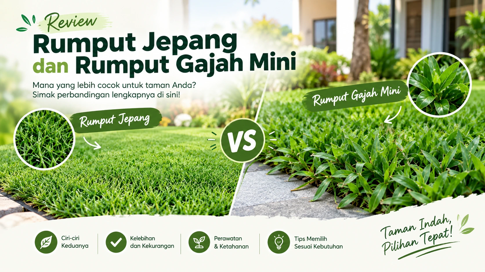 rumput jepang vs rumput gajah mini