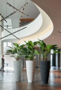 sewa tanaman kantor